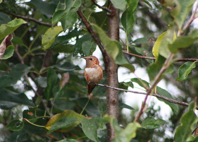 Rufous Hummingbird, Kent County, Delaware 10-9-2012