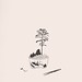 15.苔小盆之二30X37 cm‧紙凹版collagraphs‧版數1-10‧2012