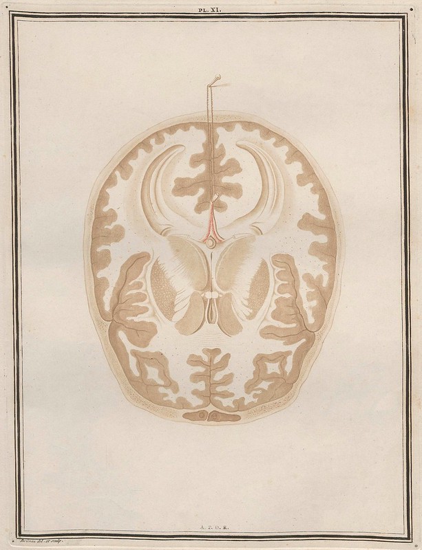 Traité d'Anatomie et de Physiologie (Vol. 2 neuroanatomy) by Félix Vicq D'Azyr 1786 k