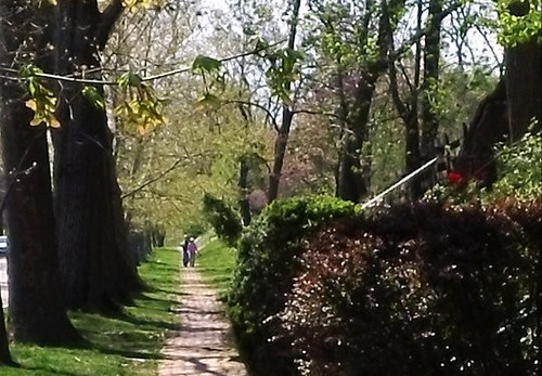 a street in DC's Cleveland Park neighborhood (c2011 by FK Benfield)