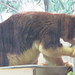 TreeKangaroo_032 posted by *Ice Princess* to Flickr