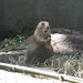 PrairieDogs_004 posted by *Ice Princess* to Flickr