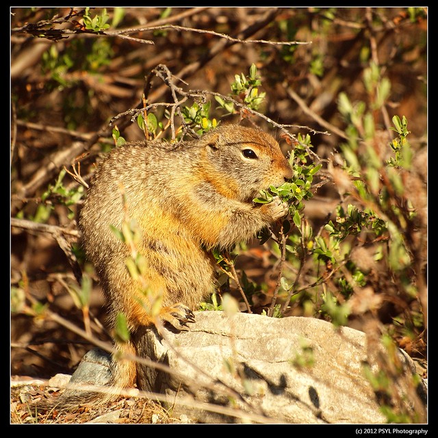 Arctic ground squirrel (Spermophilus parryii)