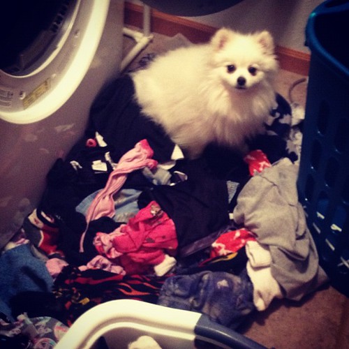 Crazy Daisy...get off the kids clean clothes!!
