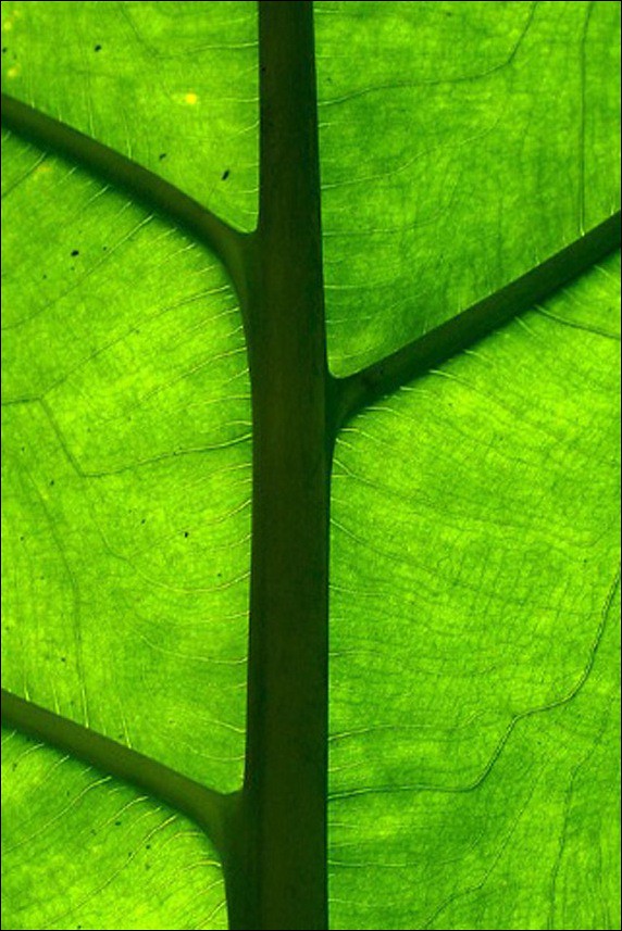 leaf-retina-wallpaper
