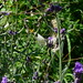 20120922 Lavender Pieris butterfly takeoff posted by chipmunk_1 to Flickr