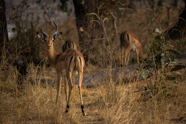 Alert Impala - South Luangwa, Zambia