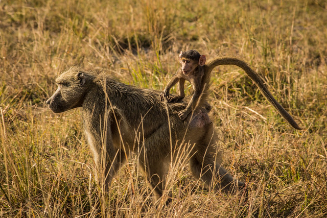 Mother and Child - Chobe Safari - Botswana