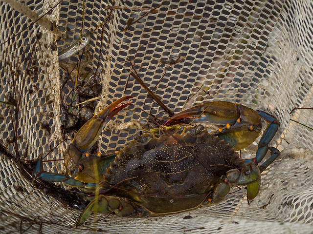 Father and Son, Crabbing for Fun