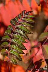 Sumac_40653.jpg by Mully410 * Images