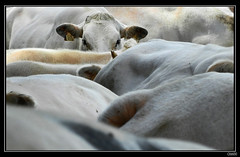 Vaches - Cows