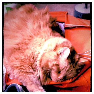 Jasper in orange bag