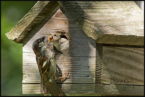 Father Sparrow feeding young.