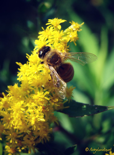 Goldenrod and Bee