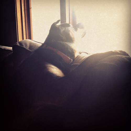 Zelda the Black-and-Tan Mutt in the window, looking up, with one paw on the back of the couch