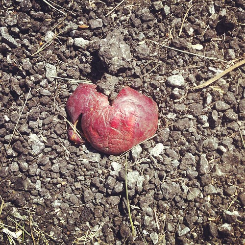 WPIR - smooshed heart shaped apple