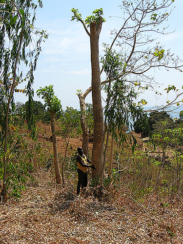 由於對森林永續利用的意識提升，使漁民開始策略性地種植樹木。圖片來源：里山倡議推動網http://goo.gl/ecNTZ