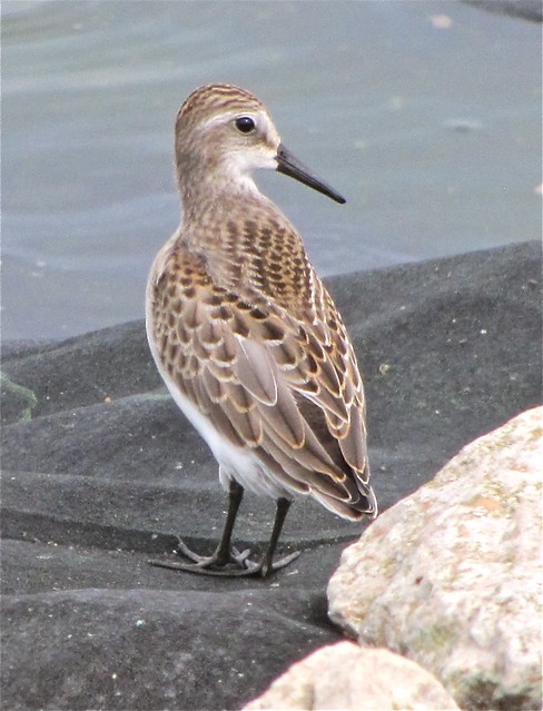 Semipalmated Sandpiper at Gridley Wastewater Treatment Ponds in McLean County, IL 04