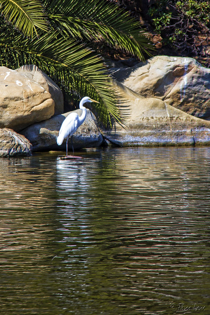 Refugio Beach egret
