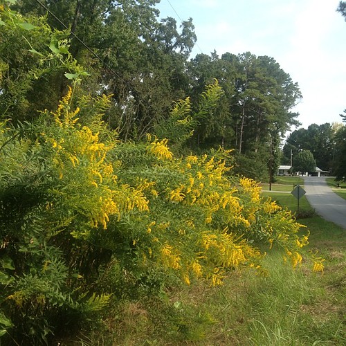 The goldenrod seems to be bowing.