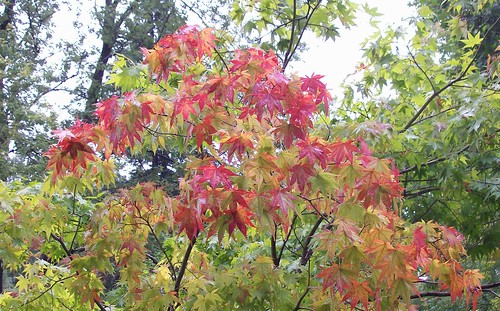 japanese maple turns red early