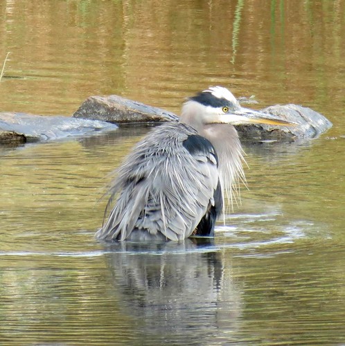 Great blue Heron - Grand Héron   4 Oct 2012 0023 by Diane G....Thanks for over 50,000 Views....