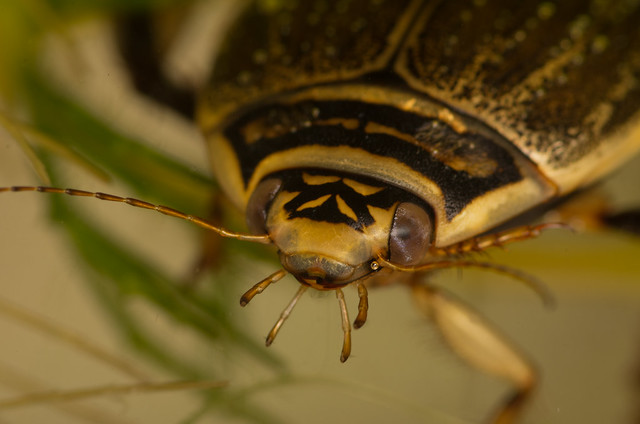 Lesser diving beetle Acilius sulcatus female close up 2