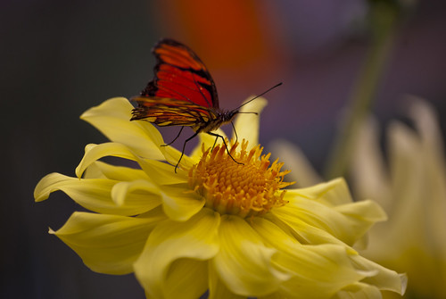 Butterfly (Andean silverspot) over Dahlia
