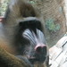 Mandrill_029 posted by *Ice Princess* to Flickr