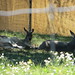 Kangaroo_025 posted by *Ice Princess* to Flickr