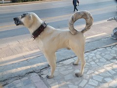 Kangal Köpeği Heykeli 