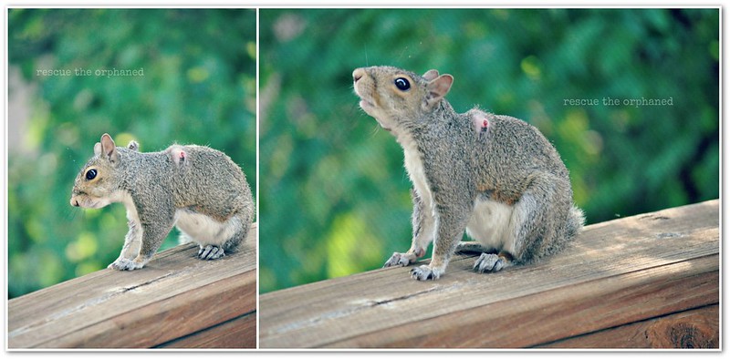 squirrel_collage1
