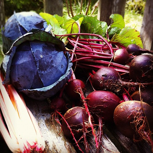 chard, cabbage and beets from our garden #organicgarden #urbangarden