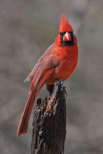 Cardinal Stump