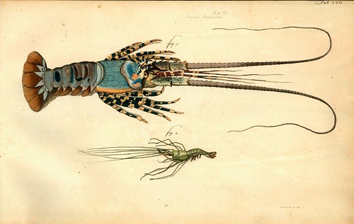 008-Â Versuch einer Naturgeschichte der Krabben und Krebse- 1790- Johann Friedrich Wilhelm Herbst- Humboldt University