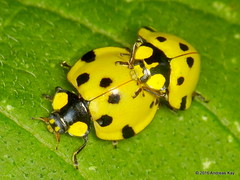 Coleoptera of Ecuador