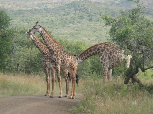 Giraffes, Hluhluwe Umfolozi, Kwazulu Natal, South Africa