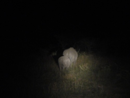 A Lion in the night, Hluhluwe Umfolozi, Kwazulu Natal, South Africa