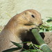 PrairieDogs_024 posted by *Ice Princess* to Flickr