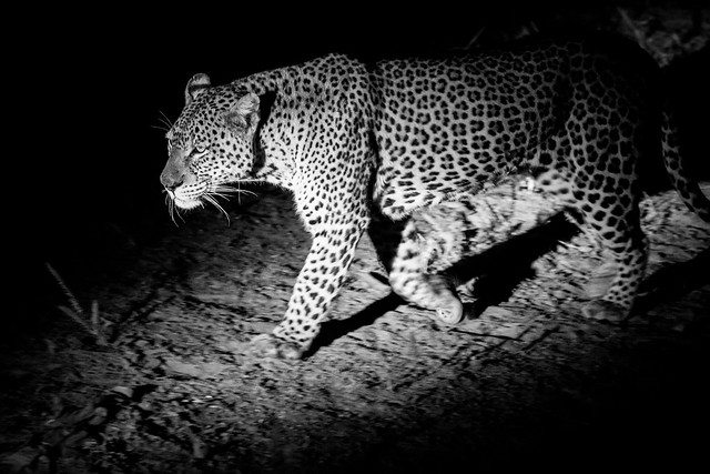 Wild Leopard - South Luangwa, Zambia