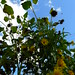 20120916 Helianthus and blue sky posted by chipmunk_1 to Flickr