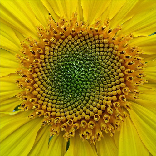 Sunflower Macro .....(261/366) by Irene.B.