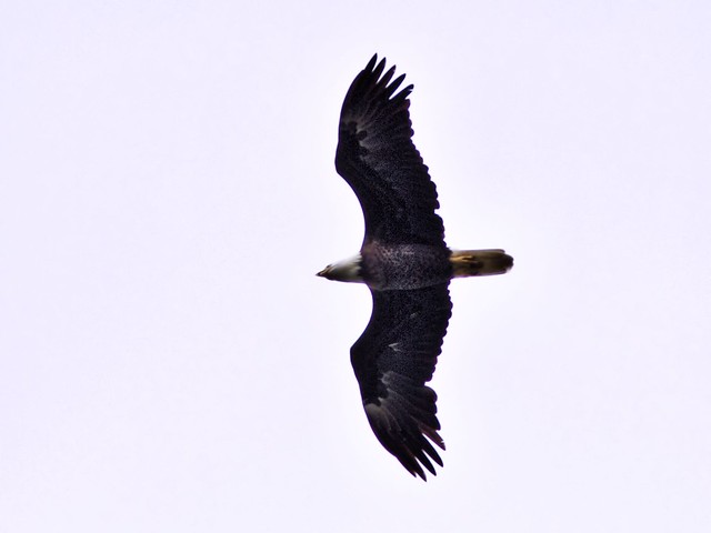 Bald Eagle HDR 20120919