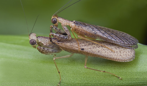 a mating pair of Amantis sp. mantids/mantises IMG_3316 merged copy
