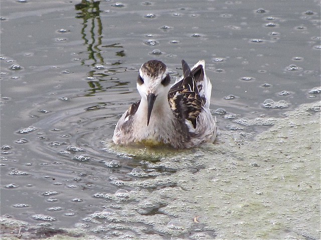 Red-necked Phalarope at Gridley Wastewater Treatment Ponds 166