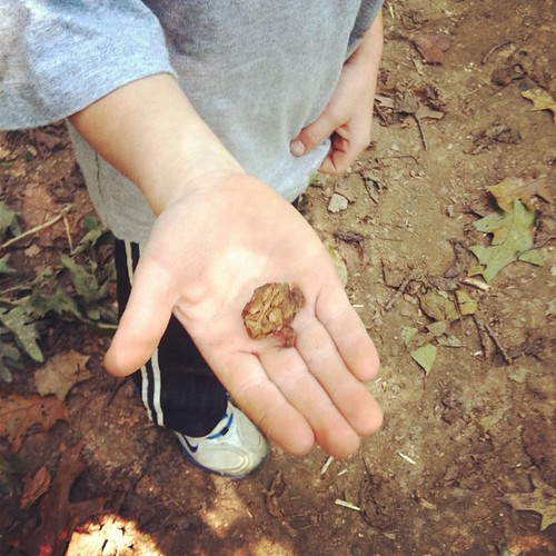 Eli's find on our nature walk...