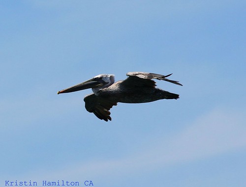 Pelican at Newport Beach, CA