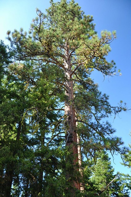 Crow's nest tree