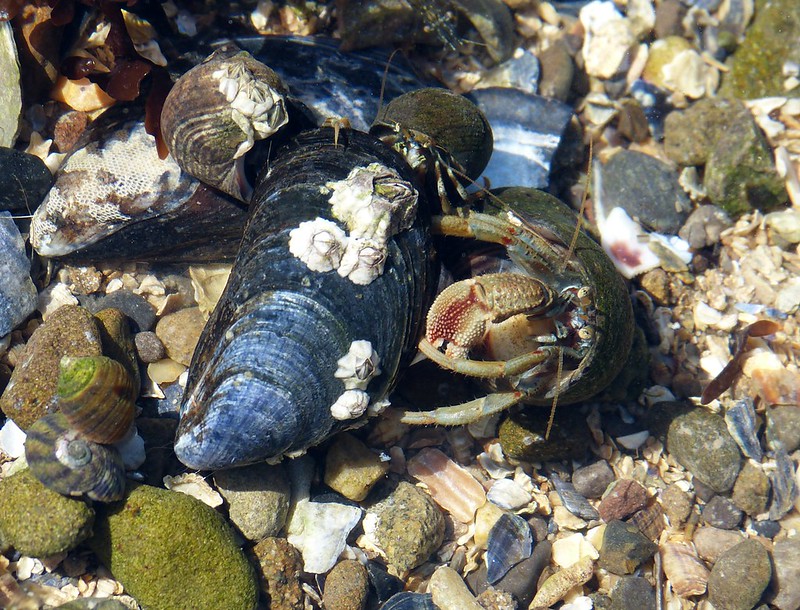 28827 - Hermit Crabs, Mumbles Rockpool
