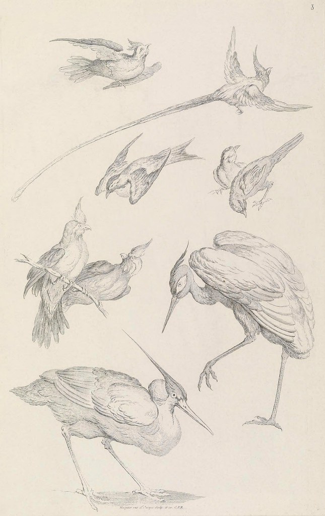 bird species engravings (uncoloured) 18th century
